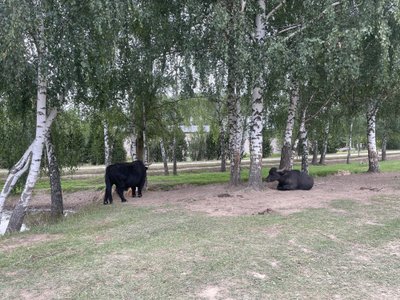 Safari parkas Anykščiuose