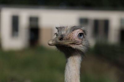 Meškių šeimynos nuotykiai Jelgavoje ir apylinkėse