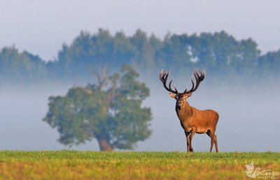 Du ąžuolai. Taurusis elnias. Romualdo Barausko nuotrauka