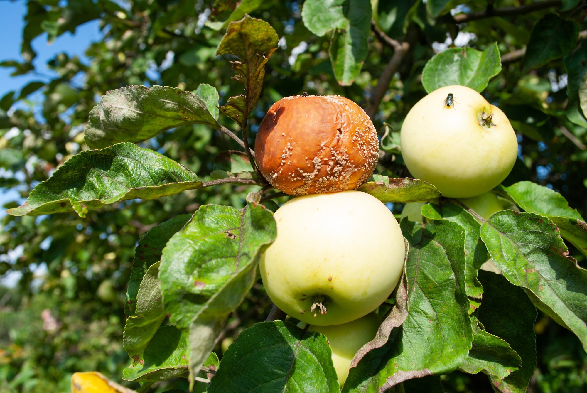 Apples Rotting on the Tree: Expert Warns What Not to Do