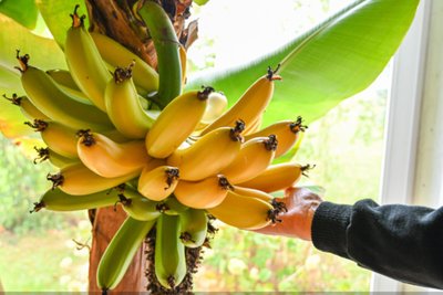 Bananai Sekundės portalas P.Židonio nuotr.