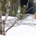 Зима скоро отступит: синоптики прогнозируют весну