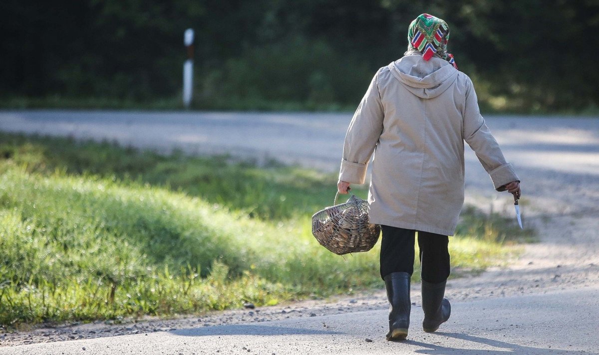 Sekmadienio rytą grybautojai patraukė į mišką