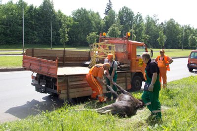 Partrenktas briedis Geležinio Vilko gatvėje