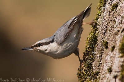 Bukutis (Sitta europaea)