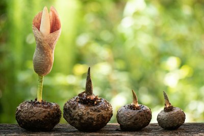 Leopardinis amorfofalas (Amorphophallus konjac)