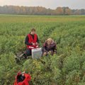 Lietuvos Raudonojo Kryžiaus savanoriai pareigūnams padėjo surasti Šalčininkų rajone pasiklydusią senolę