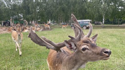 Safari parkas Anykščiuose