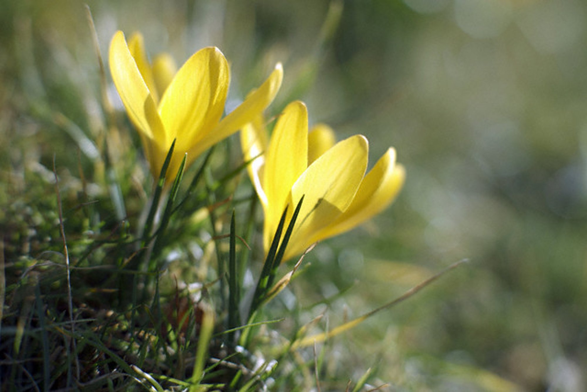 Pavasariškiausia spalva – geltona - Delfi gyvenimas