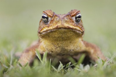 Daugiau nei pusė rupūžių agų raciono - tos pačios rūšies rupūžės