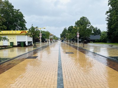 Liūtis užklupo ir Palangą