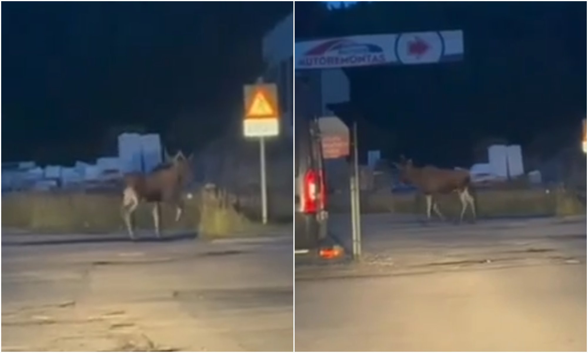 Unexpected visitor: Moose wanders into Vilnius auto service