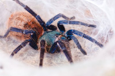 Žaliojo butelio mėlynasis paukštėda (lot. Chromatopelma cyaneopubescens)