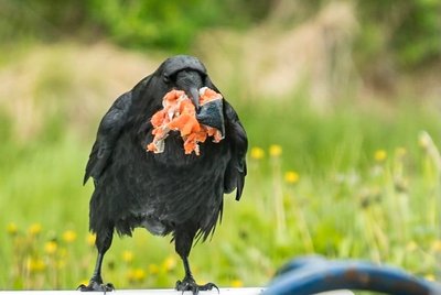 Aliaska, nuotr. iš Daivos Gaulytės asmeninio archyvo