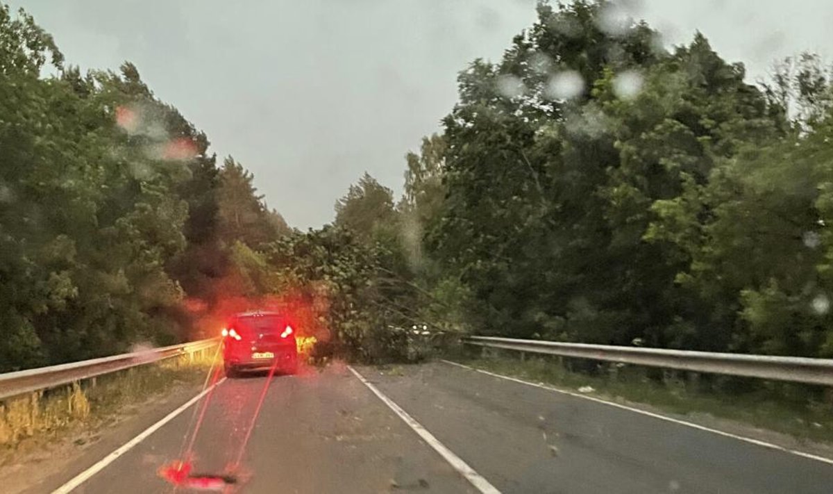 Panevėžyje vėtra nepagailėjo medžių – virto ir aukštesni už penkiaaukščius