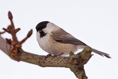 Šiaurinė pilkoji zylė (Poecile montanus)