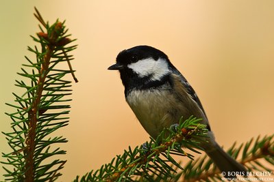 Juodoji zylė (Parus ater)