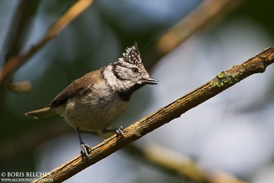 Kuoduotoji zylė (Parus cristatus)