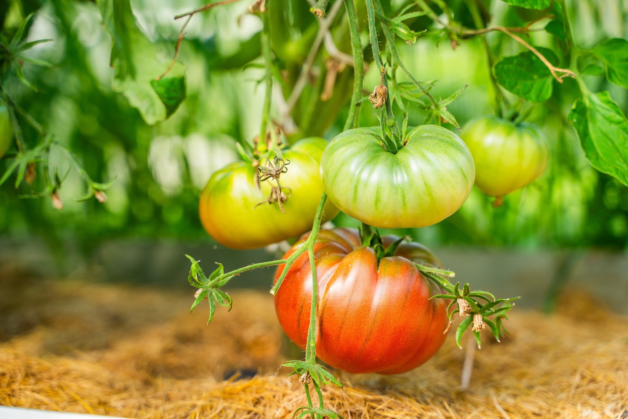 Do this when the first tomatoes start to ripen: you will harvest bushels
