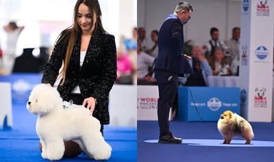  Tauro Kennel“ Garbanotoji bišonė ir Pomeranijos špicas su vedliais ringuose