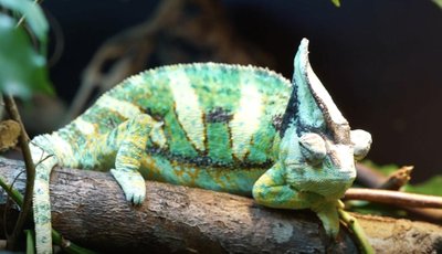 Vilniaus zoologijos sodas „Zoopark“