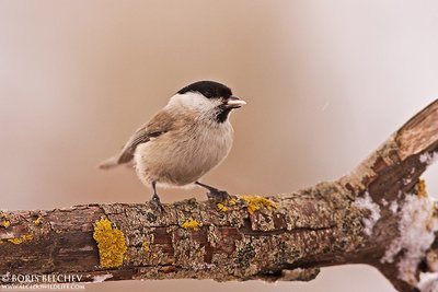 Paprastoji pilkoji zylė (Poecile palustris)