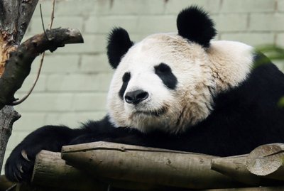 Panda Tian Tian 