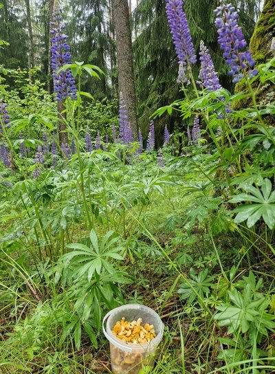 Voveraitės Alytaus rajone