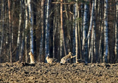 Dirvone vestuves kelia kiškiai