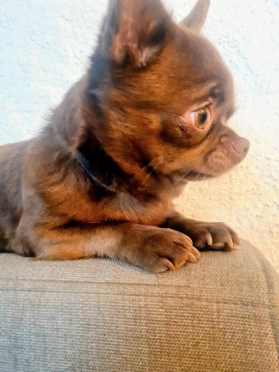 Glorija