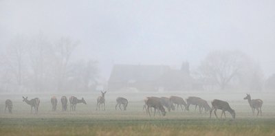 Kol miške dar nesuvešėjo žolė, elniai naktimis traukia pasiganyti į laukus