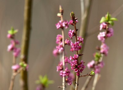 Žydi nuodingas mūsų miškų augalas – paprastasis žalčialunkis