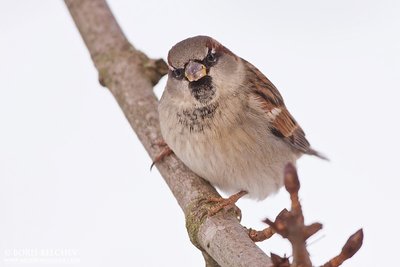 Naminis žvirblis (Passer domesticus)