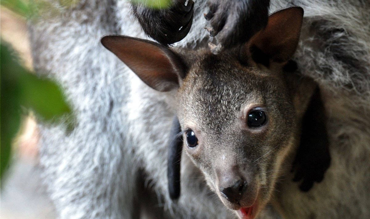 Buvisi va nabirasi molxonada jinsiy aloqa qilishadi Qizil yubka kiygan yaramas talaba Nikki Benz ozini professorga berishga shoshilmoqda!