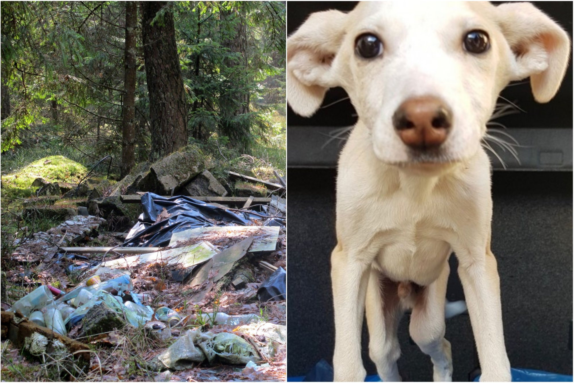 Miške tarp šiukšlių rastas leisgyvis šuo - Delfi grynas