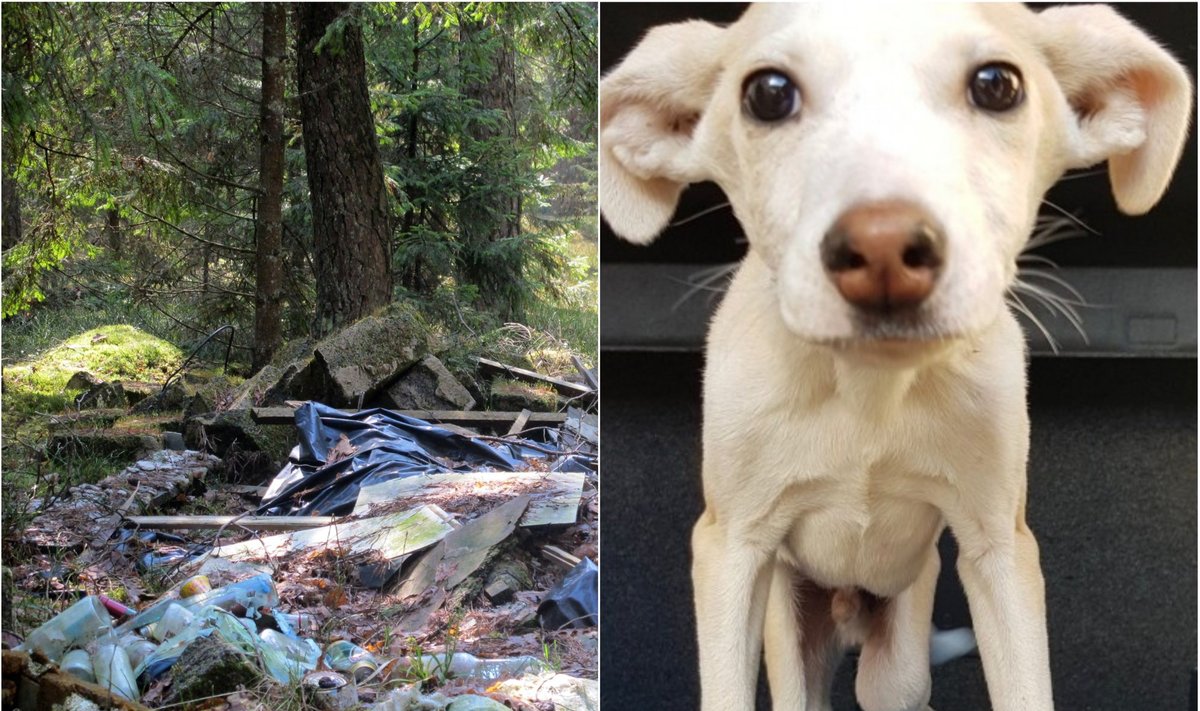 Miške tarp šiukšlių rastas leisgyvis šuo - Delfi grynas