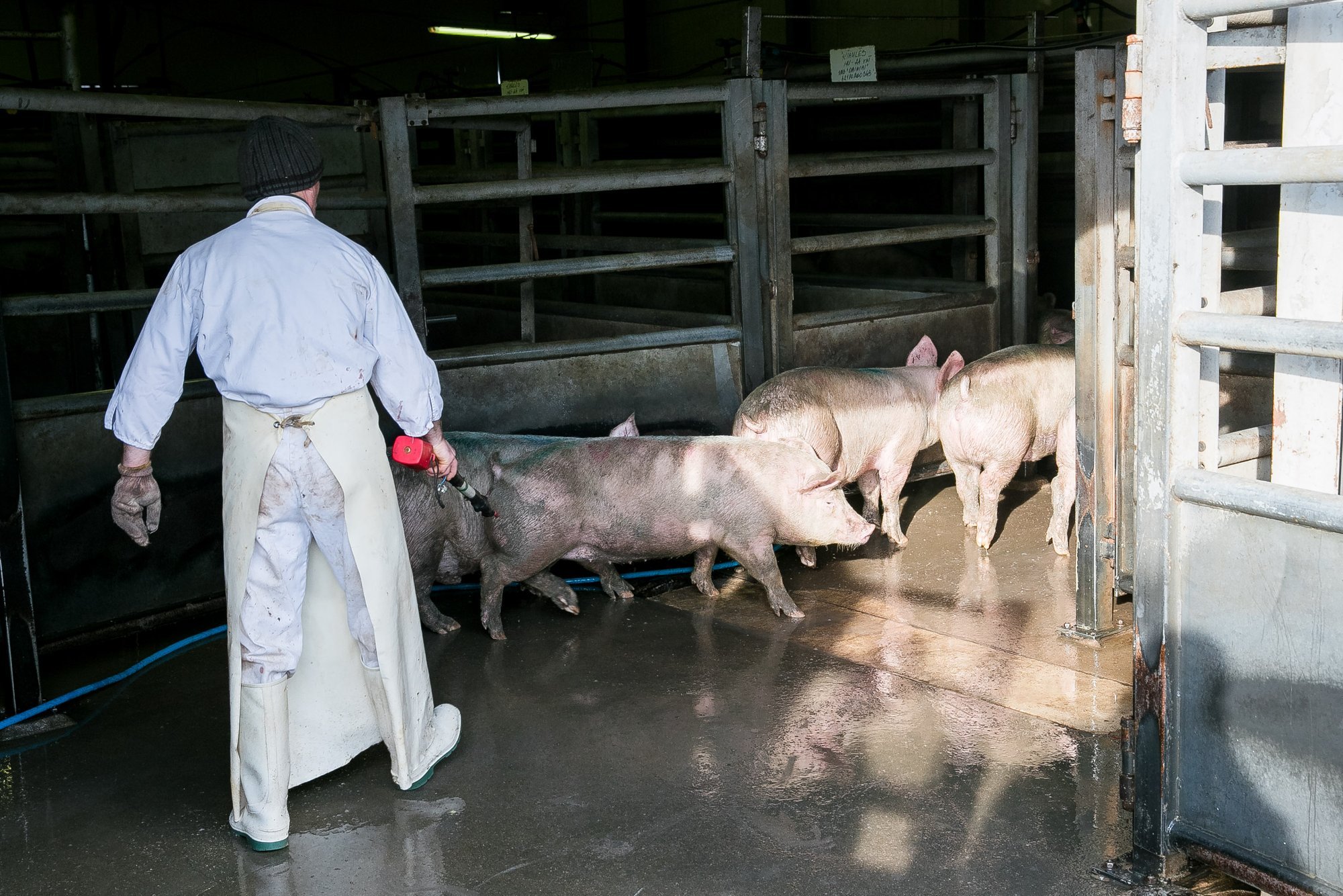 Lithuania considers tightening Polish pork imports amid disagreements
