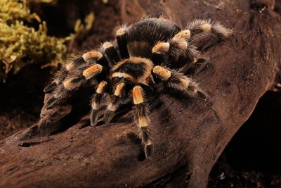 Vorai, kuriais Edgaras prekiauja - Meksikos liepsnakelis paukštėda (Brachypelma auratum)