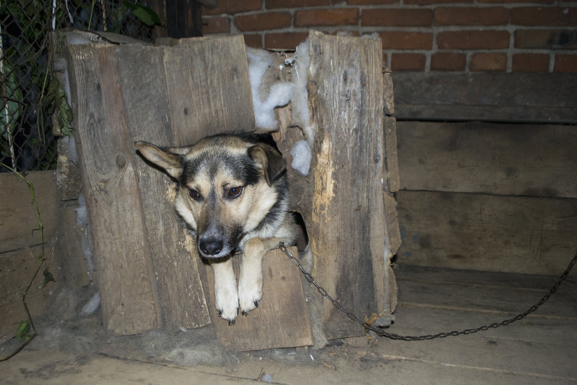 Lithuania Sees Sharp Rise in Confiscated Animals Amid Growing Hoarding Concerns