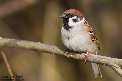 Karklažvirblis (Passer montanus)