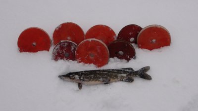 Lydekų gaudymas skrituliais