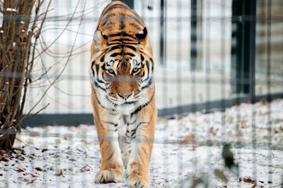 Tigras Lietuvos zoologijos sode