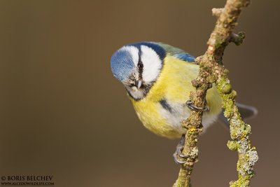 Mėlynoji zylė (Parus caeruleus)