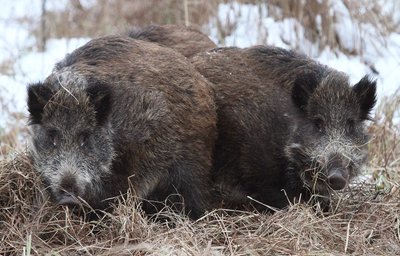 Šernai iš pernykštės žolės ruošiasi guolį