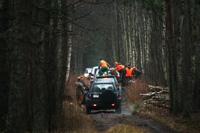 Šernų medžioklė Girulių miške