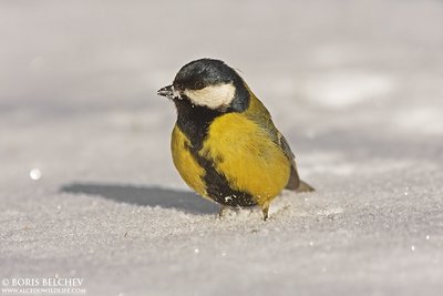 Didžioji zylė (Parus major)