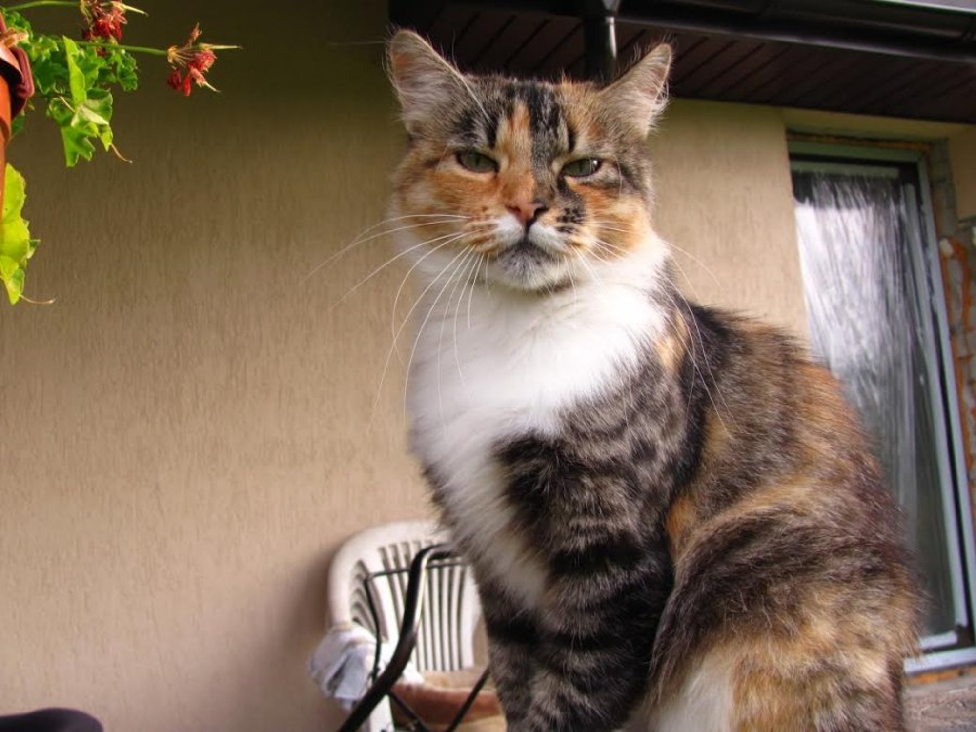 dovanojama-rudeni-k-spalv-kat-arija-delfi-kartu