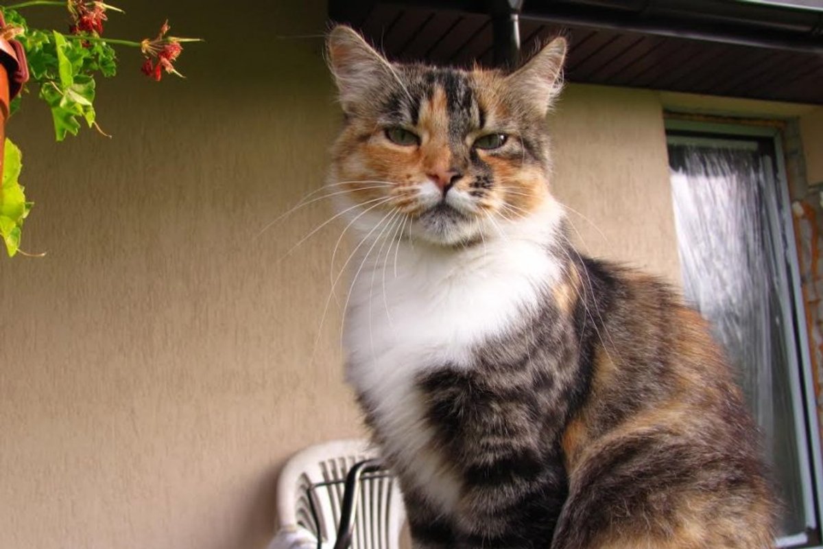 Dovanojama Rudeni k Spalv Kat Arija Delfi Kartu dovanojama-rudeni-k-spalv-kat-arija-delfi-kartu
