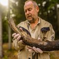 Neįtikėtinas radinys Lietuvos pajūryje: iškasta mamuto iltis
