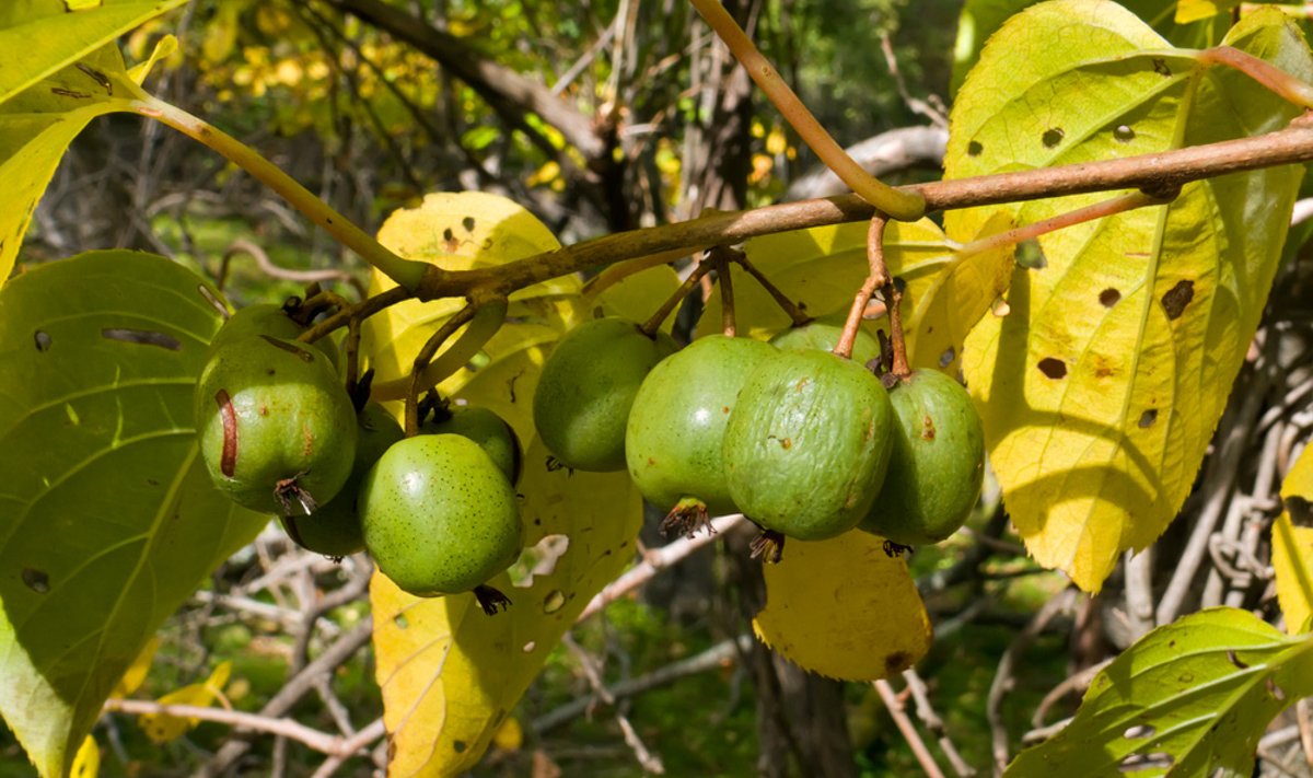 Lietuvoje labiausiai paplitusios margalapės ir smailialapės aktinidijos